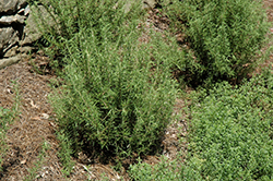 Salem Rosemary (Rosmarinus officinalis 'Salem') at Lakeshore Garden Centres