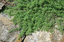 Purple Winter Savory (Satureja montana var. illyrica) at Lakeshore Garden Centres