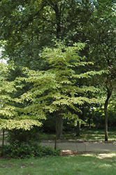 Autumn Gold Flowering Dogwood (Cornus florida 'Autumn Gold') at Lakeshore Garden Centres