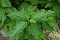 Yellow Twig Dogwood (Cornus sanguinea 'Viridissima') at Lakeshore Garden Centres