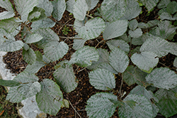 Blue Mist Fothergilla (Fothergilla gardenii 'Blue Mist') at Lakeshore Garden Centres