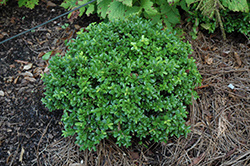 Green Pillow Boxwood (Buxus microphylla 'Green Pillow') at Lakeshore Garden Centres