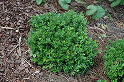 Morris Midget Boxwood (Buxus microphylla 'Morris Midget') at Lakeshore Garden Centres