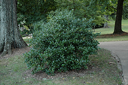 Cardinal Holly (Ilex 'Conal') at Lakeshore Garden Centres