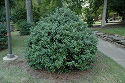 Festive Holly (Ilex 'Conive') at Lakeshore Garden Centres