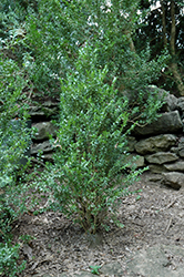 Fastigiata Boxwood (Buxus sempervirens 'Fastigiata') at Lakeshore Garden Centres