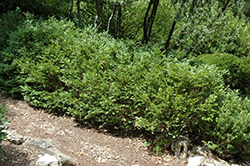 Inglis Boxwood (Buxus sempervirens 'Inglis') at Lakeshore Garden Centres