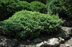 Grace Hendrick Phillips Boxwood (Buxus microphylla 'Grace Hendrick Phillips') at Lakeshore Garden Centres