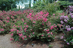 Bourbon Street Crapemyrtle (Lagerstroemia indica 'Bourbon Street') at Lakeshore Garden Centres