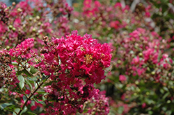 Baton Rouge Crapemyrtle (Lagerstroemia indica 'Baton Rouge') at Lakeshore Garden Centres
