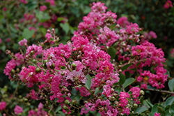 Bourbon Street Crapemyrtle (Lagerstroemia indica 'Bourbon Street') at Lakeshore Garden Centres