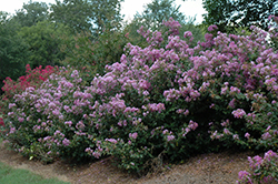 Cordon Bleu Crapemyrtle (Lagerstroemia indica 'Cordon Bleu') at Lakeshore Garden Centres