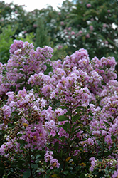 Cordon Bleu Crapemyrtle (Lagerstroemia indica 'Cordon Bleu') at Lakeshore Garden Centres