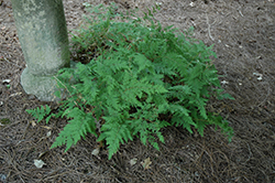 Spikemoss (Selaginella involvens) at Lakeshore Garden Centres