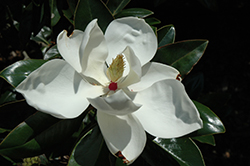 Victoria Magnolia (Magnolia grandiflora 'Victoria') at Lakeshore Garden Centres