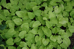 Sea Fire Hosta (Hosta 'Sea Fire') at Lakeshore Garden Centres