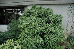 Gold Dust Aucuba (Aucuba japonica 'Gold Dust') at Lakeshore Garden Centres