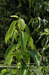 Red Rage Black Gum (Nyssa sylvatica 'Haymanred') at Lakeshore Garden Centres
