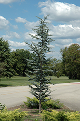 Blue Atlas Cedar (Cedrus atlantica 'Glauca') at Lakeshore Garden Centres
