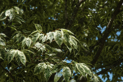 Goshiki Variegated Zelkova (Zelkova serrata 'Goshiki') at Lakeshore Garden Centres