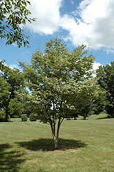 Goshiki Variegated Zelkova (Zelkova serrata 'Goshiki') at Lakeshore Garden Centres