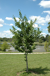Windover Gold Ginkgo (Ginkgo biloba 'Windover Gold') at Lakeshore Garden Centres