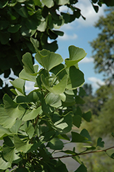Windover Gold Ginkgo (Ginkgo biloba 'Windover Gold') at Lakeshore Garden Centres