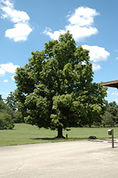 Bonfire Sugar Maple (Acer saccharum 'Bonfire') at Lakeshore Garden Centres
