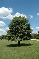 Black Gum (Nyssa sylvatica) at Lakeshore Garden Centres