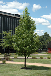 Emerald Sentinel Sweet Gum (Liquidambar styraciflua 'Emerald Sentinel') at Lakeshore Garden Centres