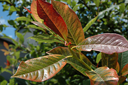Afterburner Black Gum (Nyssa sylvatica 'David Odom') at Lakeshore Garden Centres