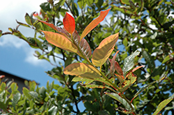 Red Red Wine Black Gum (Nyssa sylvatica 'Red Red Wine') at Lakeshore Garden Centres
