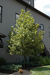 Columbia London Planetree (Platanus x acerifolia 'Columbia') at Lakeshore Garden Centres