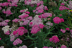 Song Siren Layla Yarrow (Achillea millefolium 'Song Siren Layla') at Lakeshore Garden Centres