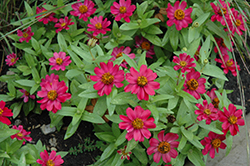 Zahara Cherry Zinnia (Zinnia 'Zahara Cherry') at Lakeshore Garden Centres
