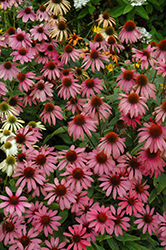 Cheyenne Spirit Coneflower (Echinacea 'Cheyenne Spirit') at Peter Knippel Garden Centre