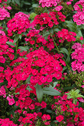 Jolt Cherry Hybrid Pinks (Dianthus 'Jolt Cherry') at Lakeshore Garden Centres