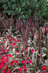 Purple Baron Millet (Pennisetum 'Purple Baron') at Lakeshore Garden Centres