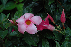 Summer Romance Vining Pink Mandevilla (Mandevilla 'Summer Romance Vining Pink') at Lakeshore Garden Centres