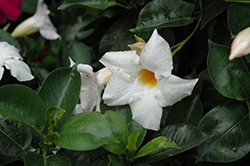 Summer Romance Vining White Mandevilla (Mandevilla 'Summer Romance Vining White') at Lakeshore Garden Centres
