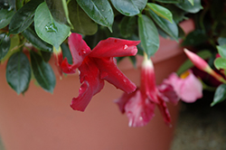 Summer Romance Vining Merlot Mandevilla (Mandevilla 'Summer Romance Vining Merlot') at Lakeshore Garden Centres