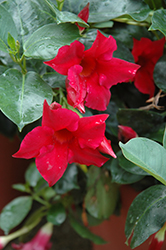Summer Romance Vining Red Mandevilla (Mandevilla 'Summer Romance Vining Red') at Lakeshore Garden Centres