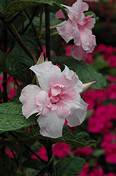 Summer Romance Double Pink Mandevilla (Mandevilla 'Summer Romance Double Pink') at Lakeshore Garden Centres