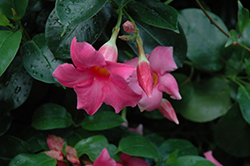 Summer Romance Bush Pink Mandevilla (Mandevilla 'Summer Romance Bush Pink') at Lakeshore Garden Centres