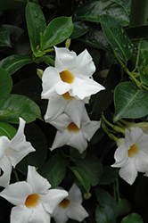 Summer Romance Bush White Mandevilla (Mandevilla 'Summer Romance Bush White') at Lakeshore Garden Centres