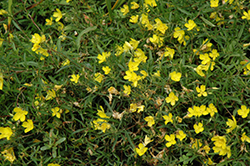 African Sun Sundrops (Oenothera fruticosa 'African Sun') at Lakeshore Garden Centres