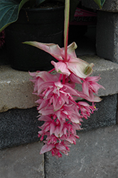 Dolce Vita Medinilla (Medinilla 'Dolce Vita') at Lakeshore Garden Centres