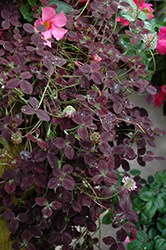 Limerick Isabella Clover (Trifolium 'Limerick Isabella') at Lakeshore Garden Centres