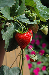 Cupido Strawberry (Fragaria 'Cupido') at Lakeshore Garden Centres