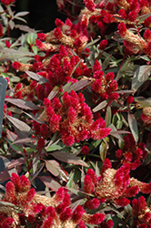 Intenz Lipstick Celosia (Celosia 'Spitenz Lipstick') at Lakeshore Garden Centres